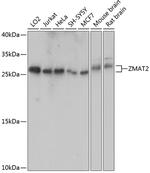 ZMAT2 Polyclonal Antibody