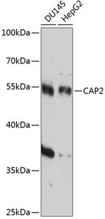 CAP2 Polyclonal Antibody