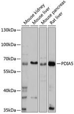 PDIR Polyclonal Antibody