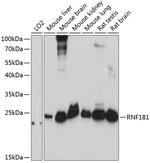 RNF181 Antibody in Western Blot (WB)