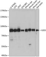 G2E3 Polyclonal Antibody