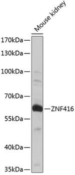 ZNF416 Polyclonal Antibody