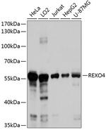 REXO4 Antibody in Western Blot (WB)