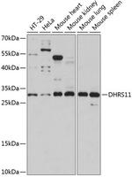 DHRS11 Polyclonal Antibody