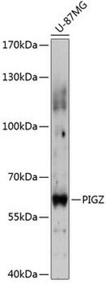PIGZ Polyclonal Antibody