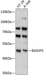 B3GNT5 Polyclonal Antibody