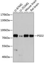 PSD2 Polyclonal Antibody