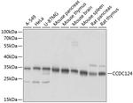 CCDC124 Antibody in Western Blot (WB)