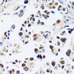 ASCL4 Antibody in Immunohistochemistry (Paraffin) (IHC (P))
