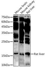 ASCL4 Antibody in Western Blot (WB)