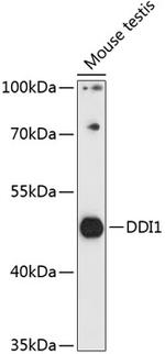 DDI1 Antibody in Western Blot (WB)
