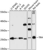 TRH Antibody in Western Blot (WB)