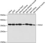 NSA2 Polyclonal Antibody