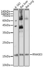 RNASE3 Polyclonal Antibody