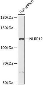 NALP12 Polyclonal Antibody