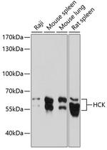 HCK Polyclonal Antibody