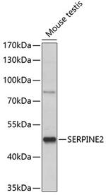 SERPINE2 Polyclonal Antibody