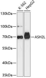 ASH2L Polyclonal Antibody