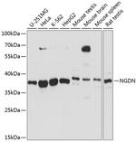 NGDN Polyclonal Antibody