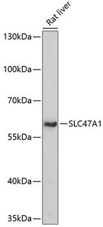 SLC47A1 Polyclonal Antibody