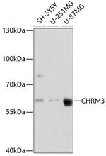 CHRM3 Polyclonal Antibody