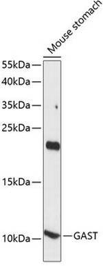 Gastrin Polyclonal Antibody