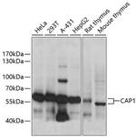 CAP1 Polyclonal Antibody