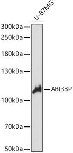 ABI3BP Polyclonal Antibody