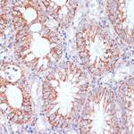 HIGD1A Antibody in Immunohistochemistry (Paraffin) (IHC (P))