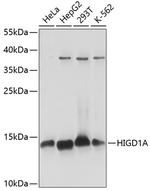 HIGD1A Antibody in Western Blot (WB)