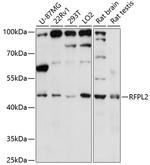 RFPL2 Polyclonal Antibody