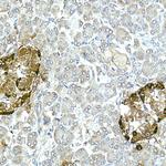 Glucagon Antibody in Immunohistochemistry (Paraffin) (IHC (P))