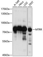 MTRR Polyclonal Antibody