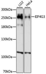eIF4G3 Polyclonal Antibody