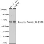 DRD3 Polyclonal Antibody