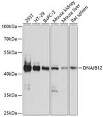 DNAJB12 Polyclonal Antibody