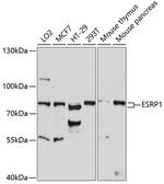 ESRP1 Polyclonal Antibody