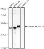Galectin 3 Antibody in Western Blot (WB)