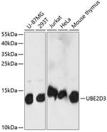 UBE2D3 Polyclonal Antibody