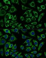 IDH3A Antibody in Immunocytochemistry (ICC/IF)