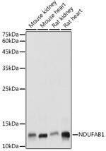 NDUFAB1 Polyclonal Antibody