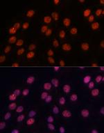 Importin 8 Antibody in Immunocytochemistry (ICC/IF)