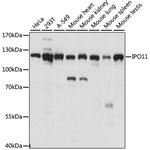 Importin 11 Polyclonal Antibody