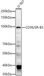 CD36 Antibody in Western Blot (WB)