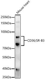 CD36 Polyclonal Antibody