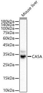 Carbonic Anhydrase VA Polyclonal Antibody
