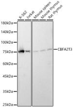 MTG16 Polyclonal Antibody