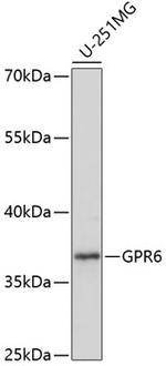GPR6 Polyclonal Antibody