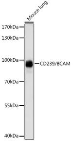 BCAM Polyclonal Antibody