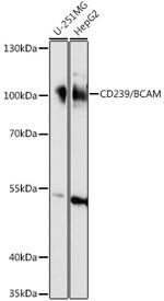 BCAM Polyclonal Antibody
